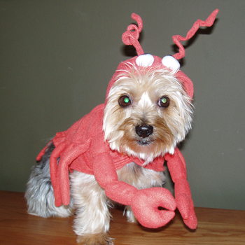Rock Lobster Maxine - 2007
